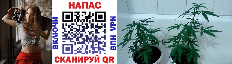 Бошки Шишки LSD WEED Борисоглебск